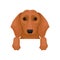 Cute brown dachshund hanging on invisible border. Dog with adorable muzzle. Flat vector element for poster or flyer of