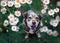 Cute brown dog with big ears sits on the grass surrounded by white Daisy flowers