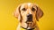 Cute brown dog labrador retriever facing the camera yellow background closeup