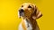 Cute brown dog labrador retriever facing the camera yellow background closeup