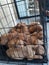 So cute brown dog puppies , in one crowded cage