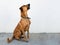 Cute brown dog waiting for dog treat - rescue dog outdoors