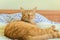 Cute Brown Domestic Cat Relaxing on the Bed at its Owner`s House. Beautiful Fluffy Pet Staring at Something with Curiosity