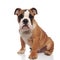 Cute brown english bulldog sitting