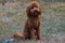 Cute brown fluffy Labradoodle dog sitting on the grass in nature