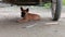 A cute brown fluffy puppy is pensive relaxed looking around