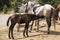 Cute brown foal drinking milk from his mother