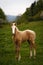 cute brown foal in a green meadow