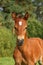 Cute brown foal portrait in summer