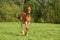 Cute brown foal portrait in summer