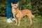 Cute brown foxy faced mongrel dog on leash