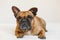 Cute brown french bulldog lying on the bed at home and looking at the camera. Funny and playful expression. Pets indoors and