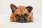 cute brown french bulldog lying on the bed at home and looking at the camera. Funny and playful expression. Pets indoors and