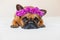 cute brown french bulldog lying on bed at home. Wearing a beautiful purple wreath of flowers. Pets indoors and lifestyle