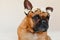 cute brown french bulldog lying on bed at home. Wearing a beautiful white wreath of flowers. Pets indoors and lifestyle