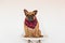cute brown french bulldog sitting on the bed at home and looking at the camera. Funny and playful expression. Pets indoors and