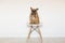 Cute brown french bulldog sitting on a chair at home. Wearing a veterinarian stethoscope. Pets care and veterinarian concept