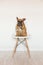 Cute brown french bulldog sitting on a chair at home. Wearing a veterinarian stethoscope. Pets care and veterinarian concept