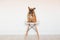 cute brown french bulldog sitting on a chair at home. Wearing a veterinarian stethoscope. Pets care and veterinarian concept