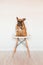 cute brown french bulldog sitting on a chair at home. Wearing a veterinarian stethoscope. Pets care and veterinarian concept