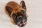 Cute brown french bulldog sitting on the floor at home and looking at the camera. Funny and playful expression. Pets indoors and