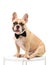 Cute brown french bulldog smile and wear black bow