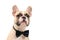 Cute brown french bulldog wearing black bow tie and hungry isolated