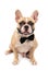 Cute brown french bulldog wearing black bow tie and hungry isolated