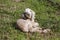 Cute brown goat laying in green grass. Appears to be smiling.