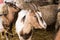 Cute brown goat in the stable