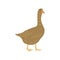 Cute brown goose. Household, farming. Poultry. Vector hand drawn