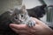 cute brown grey gray tabby kitten in the arms of the mistress