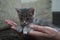 cute brown grey gray tabby kitten in the arms of the mistress