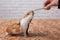 Cute brown guinea pig on a brown table, stretched out its neck, reaches for a green blade of grass