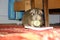 A cute brown guinea pig eating a cucumber at home