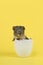 Cute brown guinea pig in a white easter egg on a yellow background in a vertical image