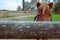 Cute brown hairy pony horse hiding on a wood fence