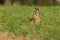 Cute brown hare sat in a field eating the crops