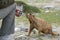 Cute brown Himalayan marmot curious about action camera in tourists hands near Pangong lake