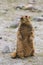 Cute brown Himalayan marmot near Pangong lake, Ladakh