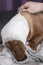 Cute brown injured dachshund dog with bandage around his head