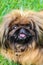 Cute brown long-haired Pekingese dog, adult female. Also known as Pekinese, Beijing Lion Dog or Chinese Spaniel. Purebred,