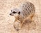 Cute Brown Meerkat Looking Up after Digging in Sand