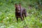 Cute brown mutt smiling