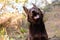 Cute brown mutt smiling