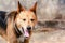 Cute brown mutt with tongue out and eyes closed, yawning. Blurred background with copy space.