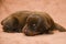 Cute brown New born puppy sleep.