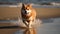 Cute brown orange white Shiba Inu dog get wet after walking, running and playing in the beach shore