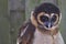 Cute brown owl chick looking fuzzy