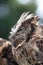 A cute brown owl with closed eyes in profile